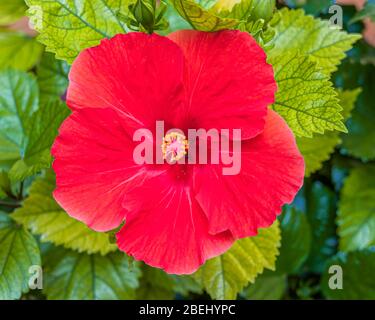 Hibiscus Rosa-Sinensis, conosciuto colloquialmente come ibisco cinese, rosa cinese, ibisco hawaiano, mallow rosa e pianta di shoeblack. Foto Stock