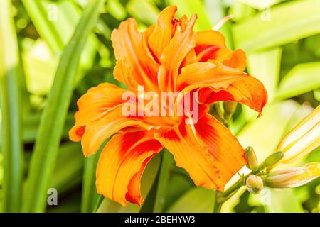 Hemerocallis fulva, il giglio-giorno arancione, giglio-giorno bruno, giglio-tigre, giglio-dungo fulvous o giglio di fossato, è una specie di giglio nativo all'Asia. Foto Stock
