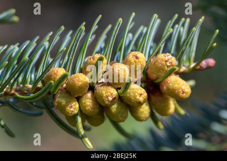 Vista ravvicinata dei fiori di Abies alba, l'abete d'argento europeo o l'abete d'argento Foto Stock