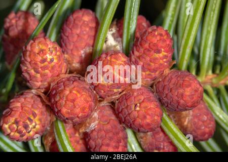 Vista ravvicinata dei fiori di Abies alba, l'abete d'argento europeo o l'abete d'argento Foto Stock