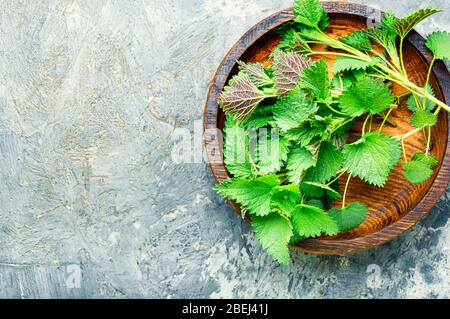 Fresco pungente ortica leaves.Flat posare con spazio copia Foto Stock