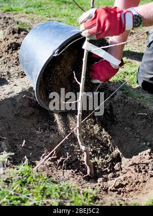 Uomo che pianta un albero in un buco alla primavera precoce nel giardino. Foto Stock