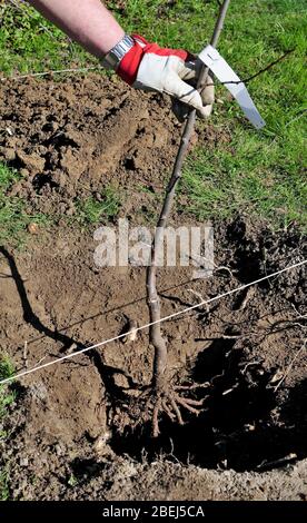 Uomo che pianta un albero in un buco alla primavera precoce nel giardino. Foto Stock