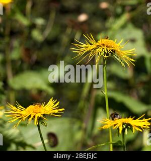 Oxeye giallo, Ox-eye giallo o Heartleaf Ox-eye (Telekia speciosa). Foto Stock