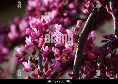 Fiori rosa di Redbud orientale in fiore, Cercis Canadensis, Lavanda Twist verso il cielo blu nella stagione primaverile primo piano Judas Tree Foto Stock