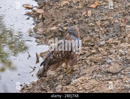 Un'aquila di falco cambiabile al Parco Nazionale di Kanha, Madhya Pradesh, India Foto Stock