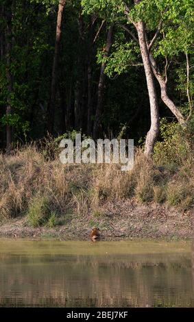 Una foto della tigre Chhota Munna che riposa nell'acqua al Parco Nazionale di Kanha, Madhya Pradesh, India Foto Stock