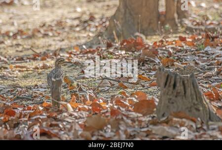 Un ginocchio indiano spesso alla riserva della tigre di Kanha, Madhya Pradesh, India Foto Stock