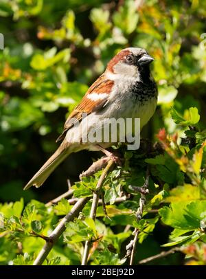 Casa di passeri (Passer domesticus) arroccato in Hawthorn, Warwickshire Foto Stock