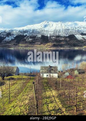 Allevamento di sidro di mele a Sorfjorden, Norvegia Foto Stock