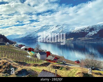 Allevamento di sidro di mele a Sorfjorden, Norvegia Foto Stock