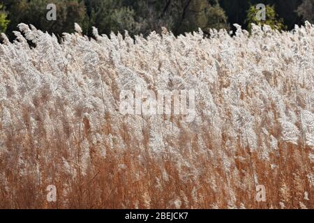 Zona affollata di pampas-Cortaderia selloana. Jiayu Pass fortezza-Città di Jiayuguan-Gansu-Cina-0799 Foto Stock