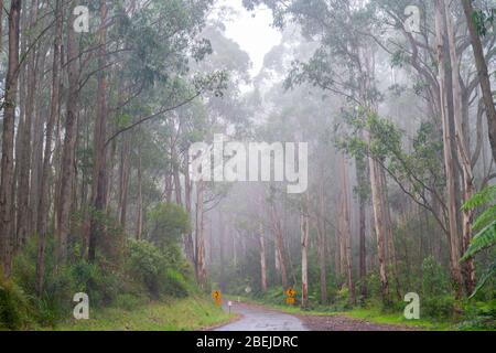 Guida attraverso la nebbia e la foresta sulla popolare strada turistica di Great Ocean Road in Victoria Australia. Foto Stock