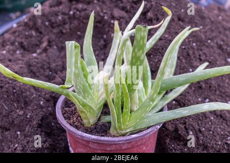 Giovane Aloe vera barbadensis miller semina in vaso Foto Stock