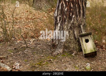 Scatola di nidificazione dell'uccello distrutta che giace sotto l'albero. Foto Stock