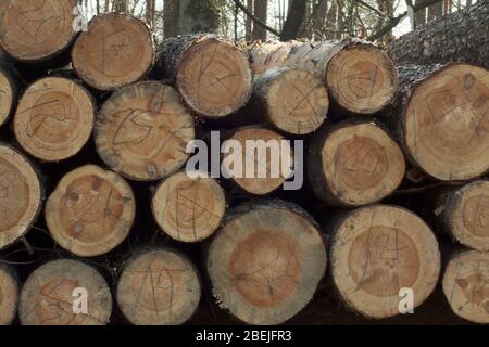 Alberi appena tagliati e disposti pronti per la rimozione dalla foresta e la vendita. Foto Stock