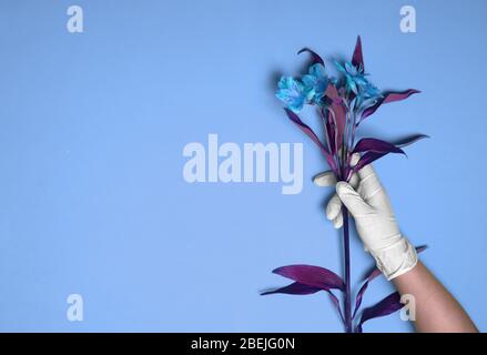 Una mano con guanti in gomma tiene Alstroemeria Foto Stock