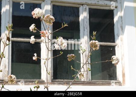 Fiori bianchi di virbunum burkwoodii Anne Russel, Osterschneeball di fronte alla finestra di legno. Bel concetto per un idilliaco giardino di campagna. Foto Stock