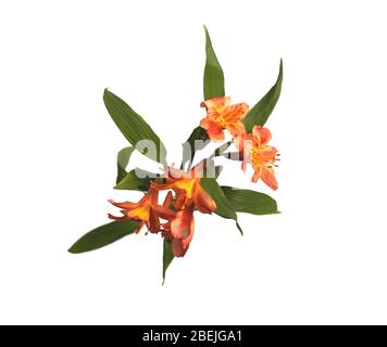 Alstroemeria su sfondo bianco isolato Foto Stock