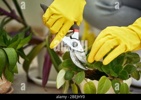 giardiniere con secateurs in mano taglia via le foglie asciutte di un fiore. donna si prende cura delle piante. giardinaggio domestico Foto Stock