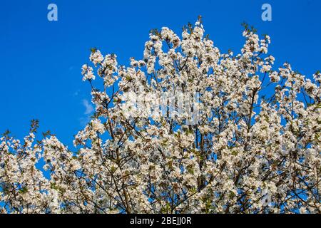 Fiore bianco di frutta su un albero in primavera Foto Stock