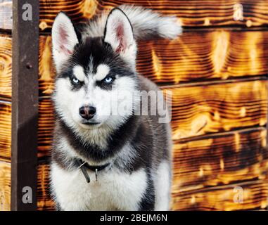 Il cane Husky guarda la macchina fotografica sulla strada su uno sfondo di legno. Foto Stock