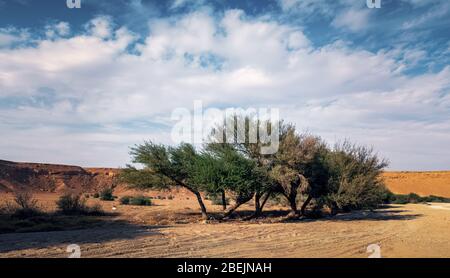 Bordo del viaggio del mondo - Riyadh, Arabia Saudita. Cliccato il 8 novembre 2019. Trasportare le automobili che viaggiano a bordo del mondo Riyadh Arabia Saudita thro Foto Stock