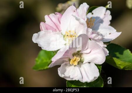 Bramley mela fiore, Malus domestica Foto Stock