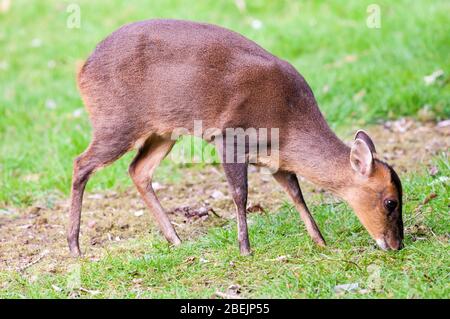 Cervo muntjac selvatico, Muntiacus reevesi, in un giardino suburbano. Foto Stock