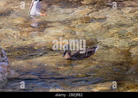 Uomo anatra mallarda immersioni in fiume Foto Stock