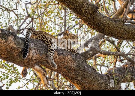 leopardo selvatico sopra ramo di albero che guarda lontano Foto Stock