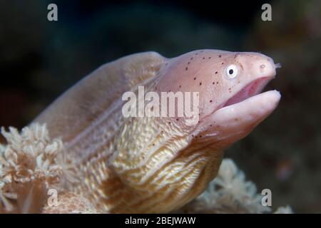 Moray geometrico (Gymnothorax griseus), ritratto animale, Mar Rosso, Giordania Foto Stock