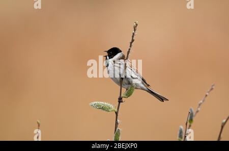 Mazzetto di canna maschile cantando e mostrando Foto Stock