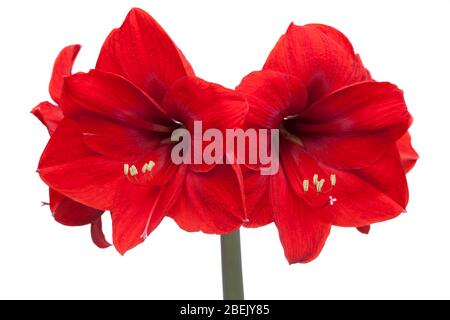 Primo piano di un amaryllis rosso con quattro fiori isolati su sfondo bianco - fuoco selettivo Foto Stock