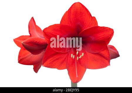 Primo piano di un amaryllis rosso con quattro fiori isolati su sfondo bianco - fuoco selettivo Foto Stock