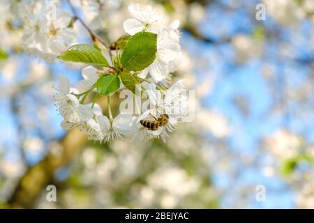 un'ape di miele seduta su un bel fiore bianco ciliegia contro un cielo blu con colori radianti e una breve profondità di campo Foto Stock