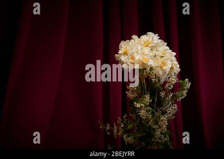 Narcisi e spirea velo nuziale / cespuglio in vaso con sfondo scuro, bordeaux / vino colorato. Installazione e illuminazione di Studio con spazio per copia Foto Stock