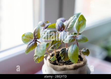 germogli primaverili di basilico viola sul davanzale. Messa a fuoco selettiva. Foto Stock