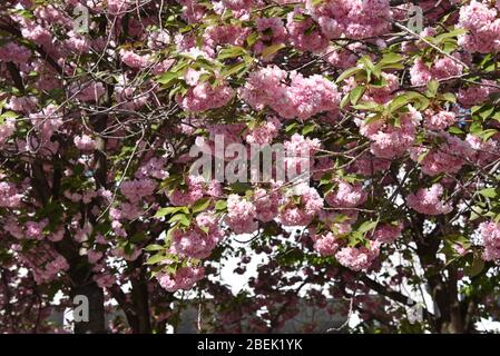 Colonia, Germania. 10 aprile 2020. Un albero fiorisce con fiori rosa e bianco Credit: Horst Galuschka/dpa/Horst Galuschka dpa/Alamy Live News Foto Stock