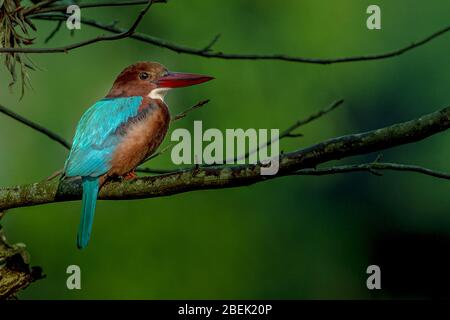 White Throated Kingfisher Foto Stock