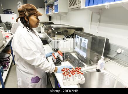Johannesburg, Sudafrica - 12 dicembre 2010: Assistente di laboratorio patologo che esamina il sangue in un laboratorio clinico Foto Stock