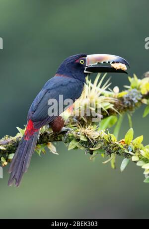 Aracari Toucan con colletto (Pteroglossus torquatus) arroccato su un ramo frondoso nelle foreste pluviali tropicali, Boca Tapada, Costa Rica Foto Stock