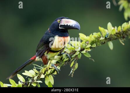 Aracari Toucan con colletto (Pteroglossus torquatus) arroccato su un ramo frondoso nelle foreste pluviali tropicali, Boca Tapada, Costa Rica Foto Stock