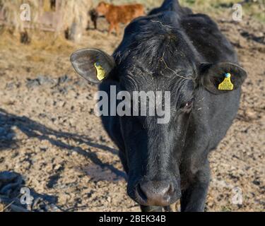 Trossachs, Regno Unito. 13 aprile 2019. Nella foto: Una vacca da latte nera molto inquisitive arriva alla recinzione per guardare la macchina fotografica. Normalmente è abituata ai turisti che passano, ma durante il blocco ha avuto poche interazioni. A causa del blocco del Coronavirus britannico (COVID-19) imposto sia dal governo britannico che da quello scozzese, la polizia ha applicato il blocco e la gente ha preso seriamente l'avvertimento con tutti i punti turistici e di bellezza che sono stati cordonati con blocchi stradali. Credit: Colin Fisher/Alamy Live News. Foto Stock