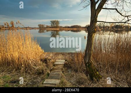 Piattaforme in legno nelle canne sulla riva del lago, alberi e nuvole serali sul cielo Foto Stock