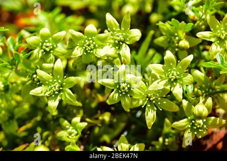 Clematis fragrante Oberon, Hutbron Foto Stock