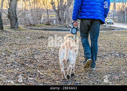 Uomo cammina con Labrador bianco sul guinzaglio con spazio per le copie Foto Stock