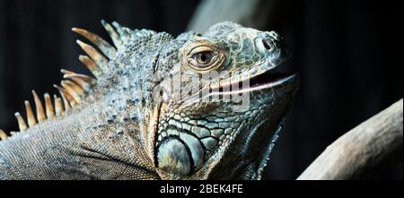 Ritratto di iguana in uno zoo Foto Stock