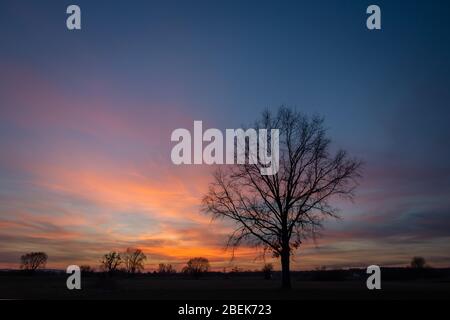 Silhouette di un grande albero senza foglie sullo sfondo di nuvole colorate dopo il tramonto su un cielo blu Foto Stock