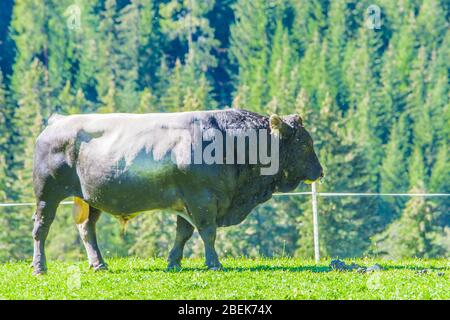 toro nero e grigio, forte e potente pascola l'erba in alta montagna Foto Stock